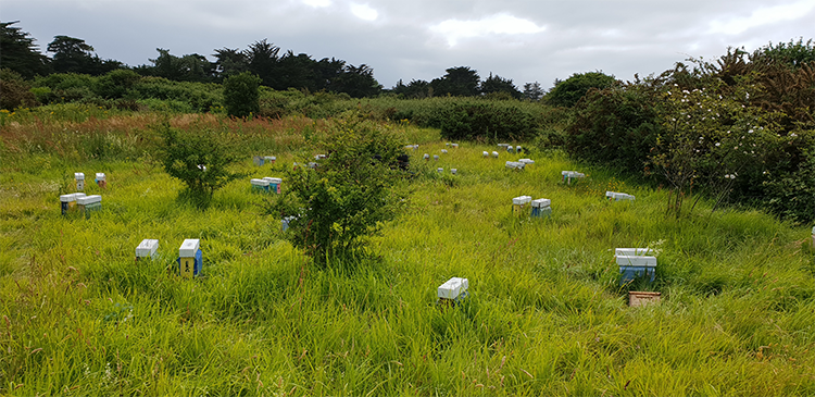 Les ruches de Renan Pointeau