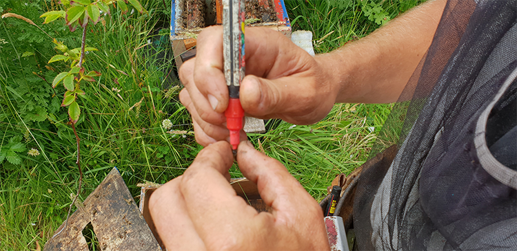 Marquage de la reine